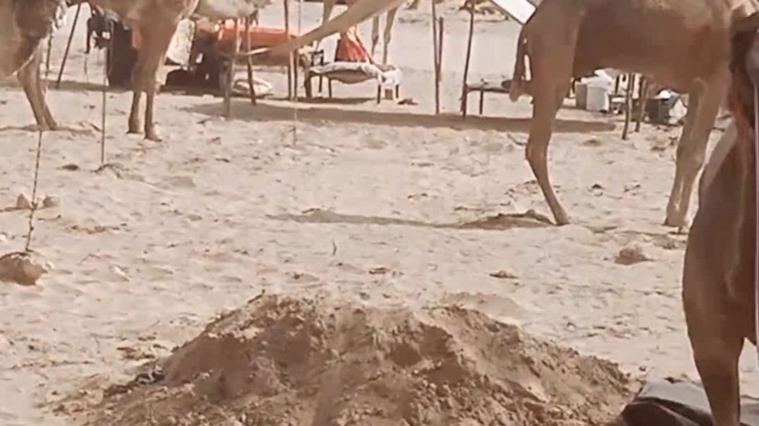 ⁣राजस्थान का प्रसिद्ध ऊंट मेला मुकाम,🐪🙏