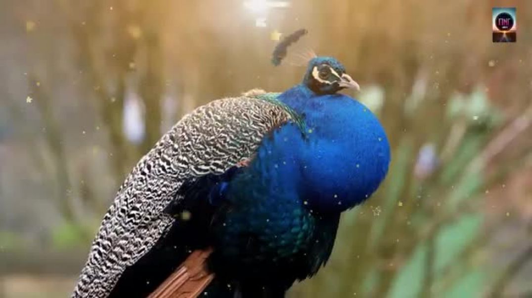 ⁣थारी मोर की छड़ी को फटकारो लागे भजन