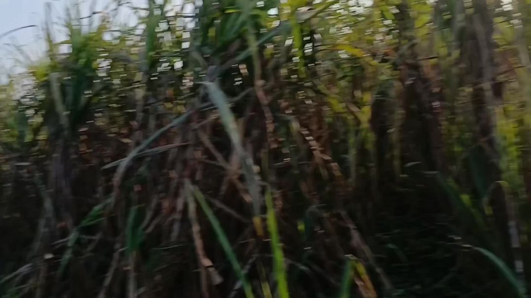 #villagevlog #gaonkilife #farminglife #desivlog #rurallife #indiavillage