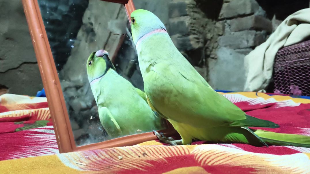 ⁣video_bolane wala tota