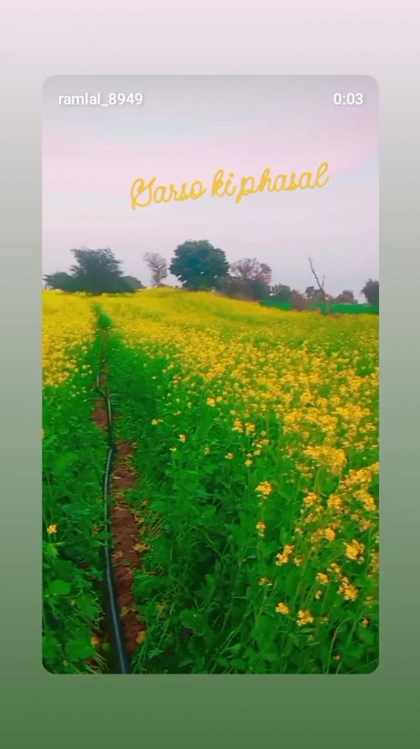 Sarson ki fasal