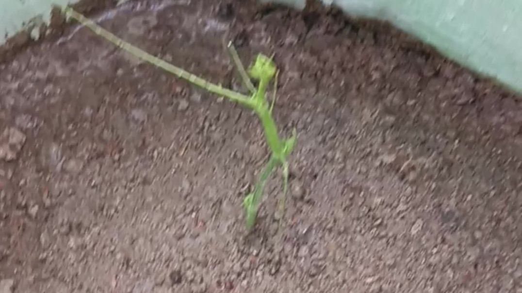 ⁣स्क्वैश का पौंधा 🪴