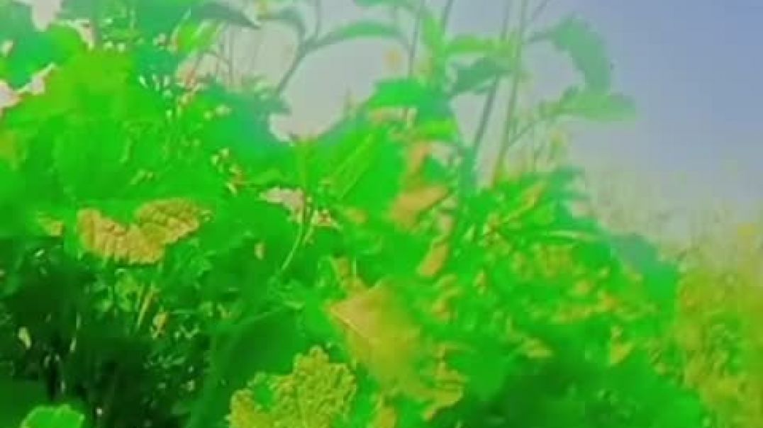 VID_20251230_013226_679