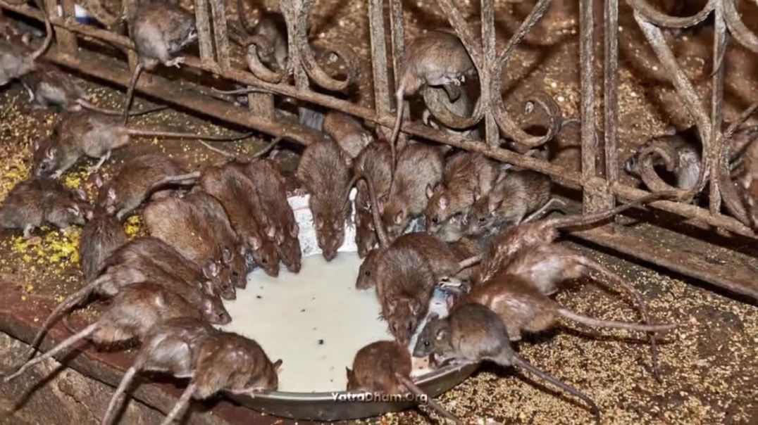 d11c79331475670ebbf1fa79ef74d097