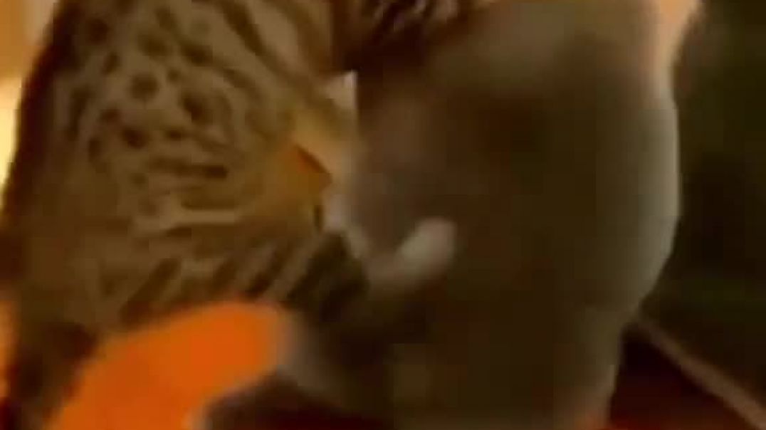 Cat____Feline____Kitten____Kitty____Meow