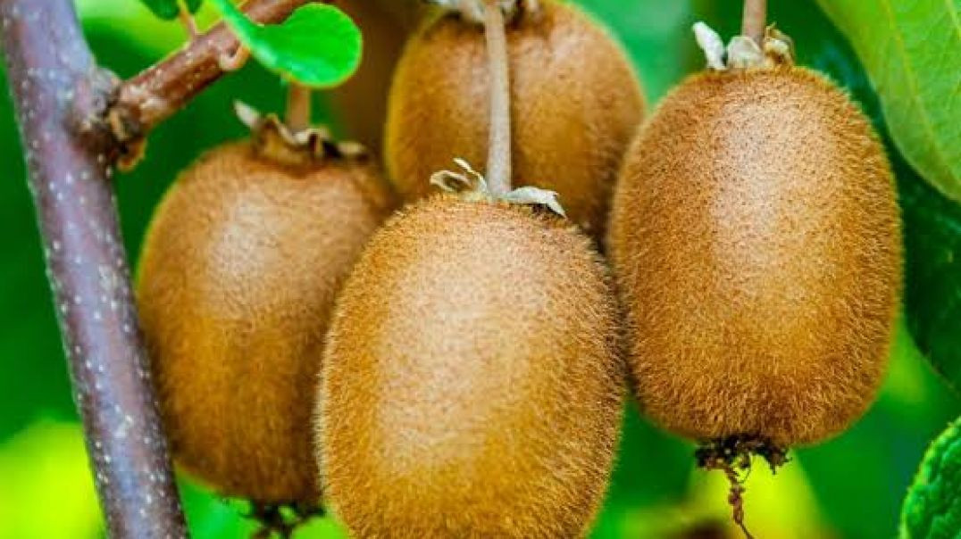 ⁣GARDEN IDEAS !! उद्यान विचार