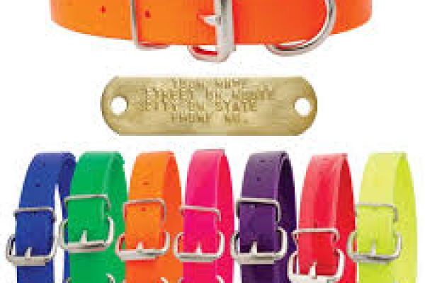 Dayglo Dog Collars: A Bold Statement in Modern Canine Visibility