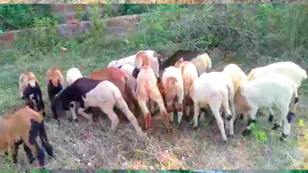 ⁣Mendha chhua bikri heba//Sheep farming