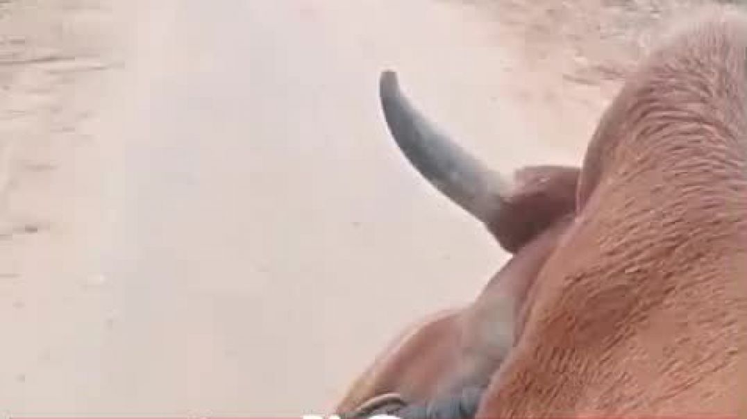 ⁣VID-20260203-WA0022