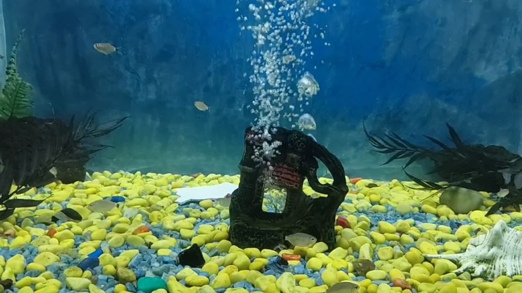 Lakhnow Zoo, Uttar Pradesh //लखनऊ जू