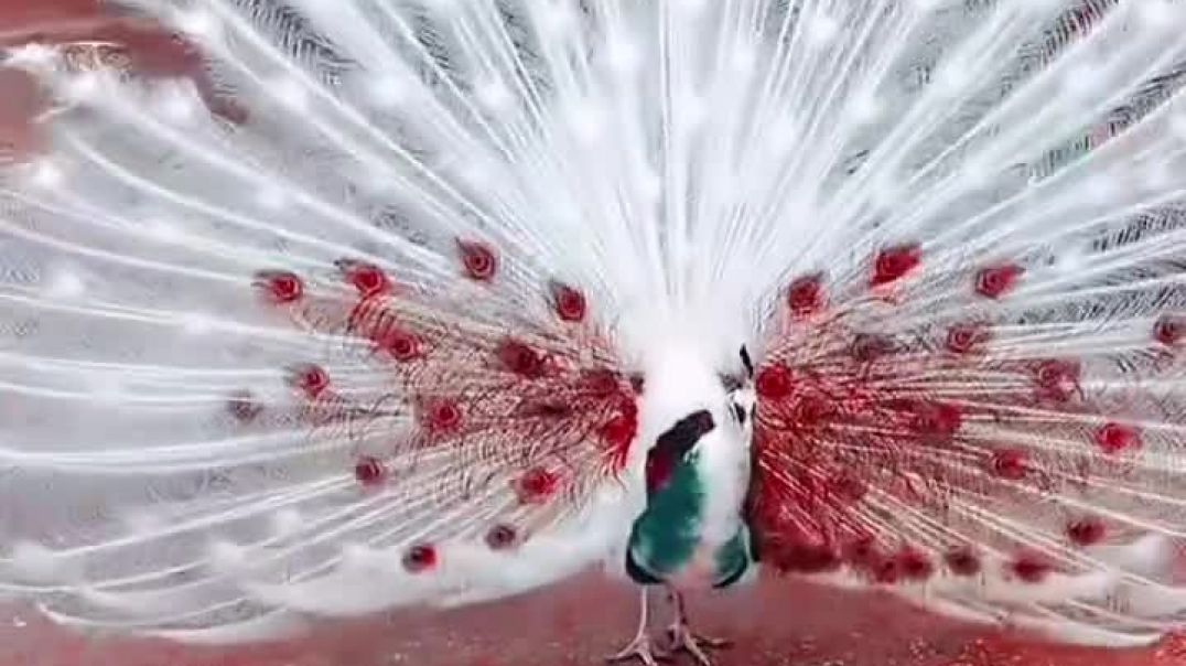 ⁣From KlickPin CF Pin by amghar azemni on Épingles créées par vous _ Pretty birds Birds photography n