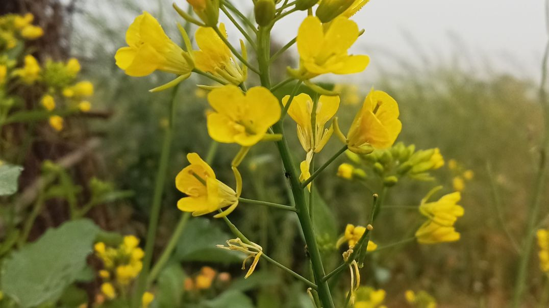 ⁣#video____चलऽ_आतम_बाबा_के_दरबार___#स्वर_Brahmchari_Suryanand_Das_ji_ka____#new_#kartik_#bhajan_2026