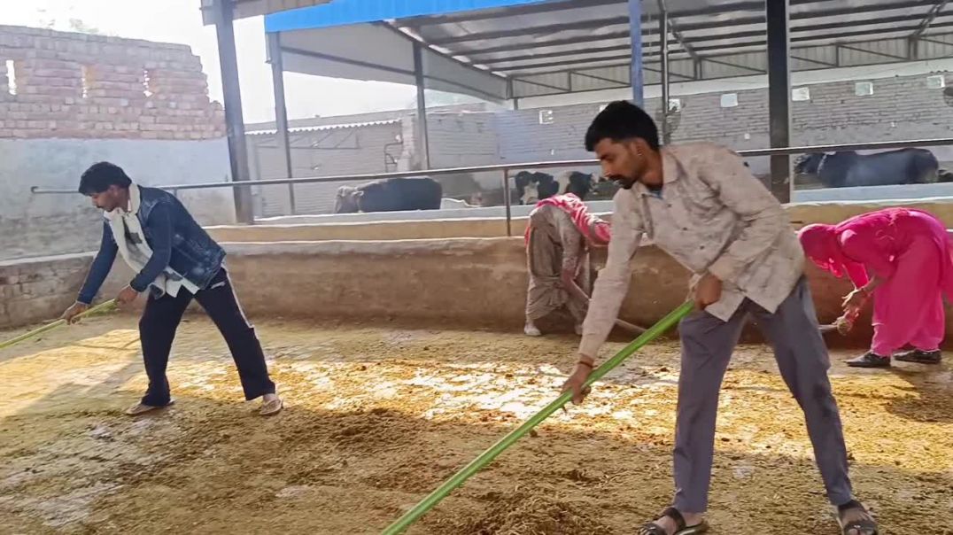 ⁣Apna life ma masti or gau seva ❤️❤️