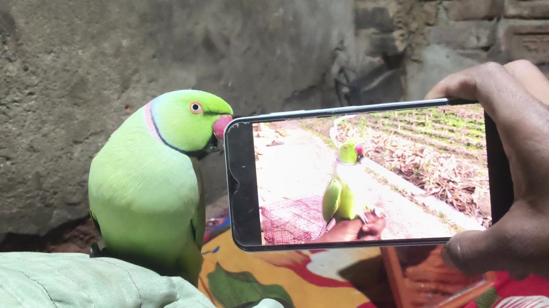 ⁣video_bolane wala tota