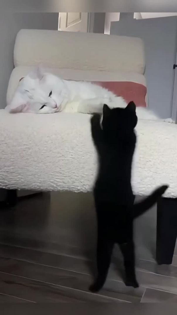 Funny cats 😆😂 #funny #cat