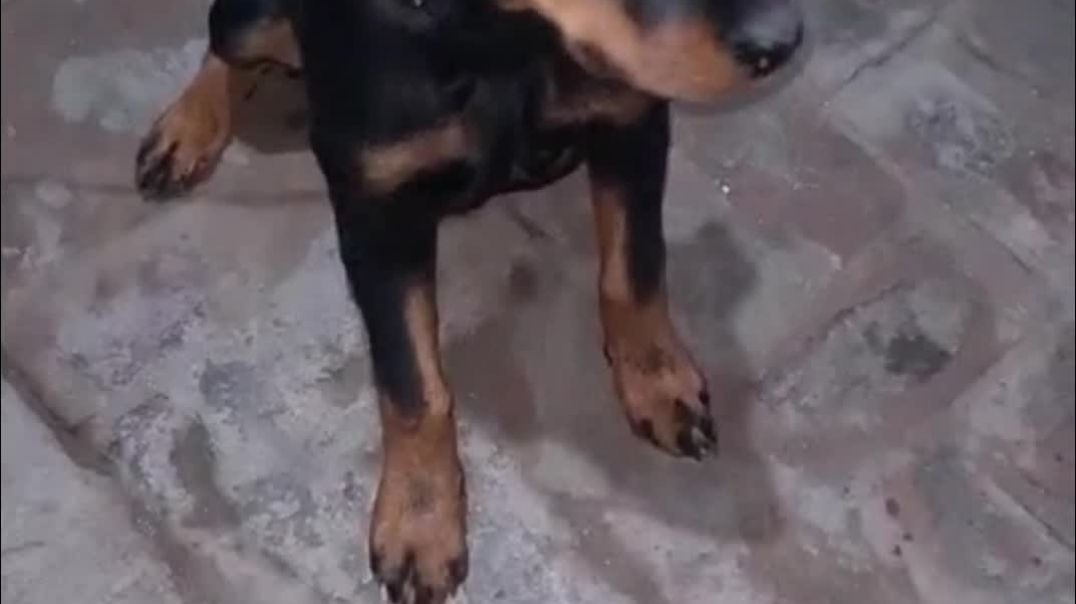 ⁣Rottweiler dog 🐕