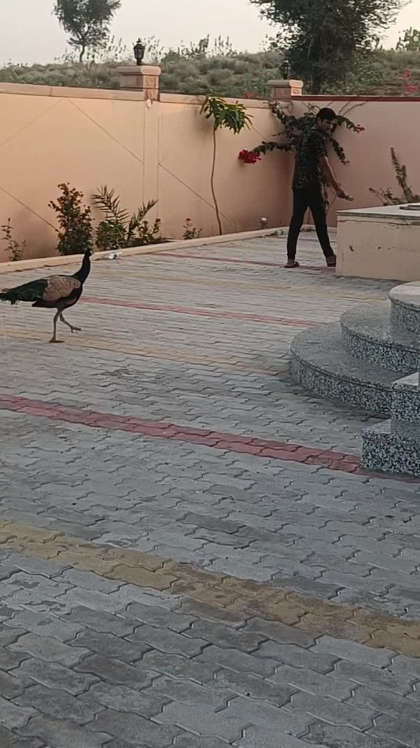 Peacock my favorite birds and my best friend's