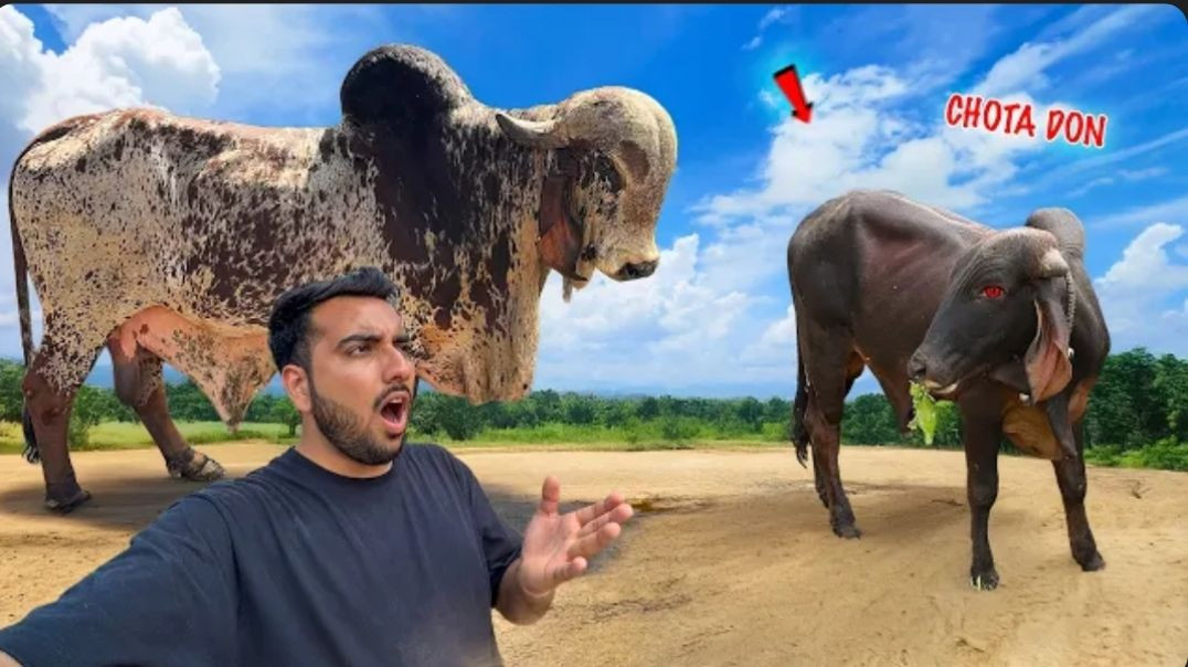 ⁣Farm Me Chotu DON Ka Gussa⚔️🤬Baglino Se Fight kar Li😱(1080P_60FPS)