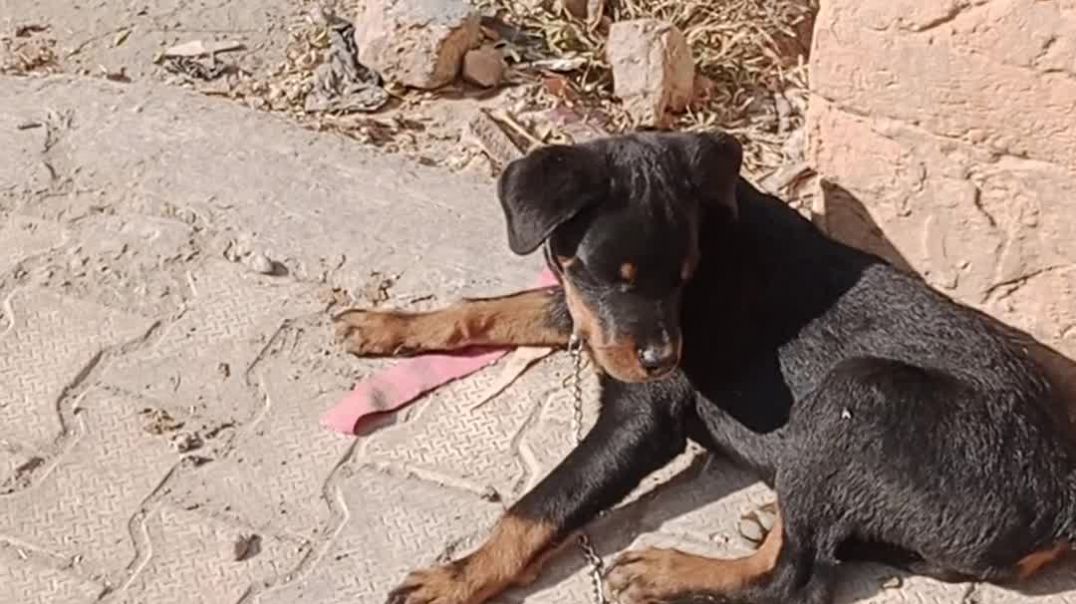 ⁣बाहर बहुत खुश रहता है