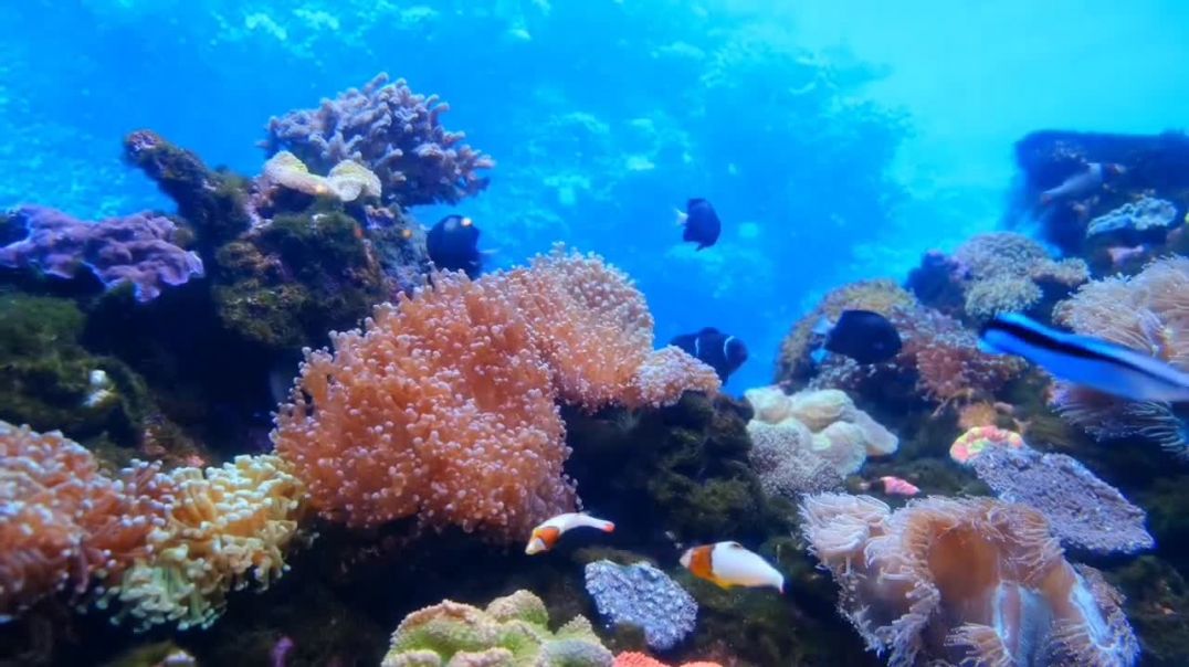 ⁣Beautiful Relaxing Music for Stress Relief ~ Calming Music ~ Meditation, Relaxation, Sleep, Spa