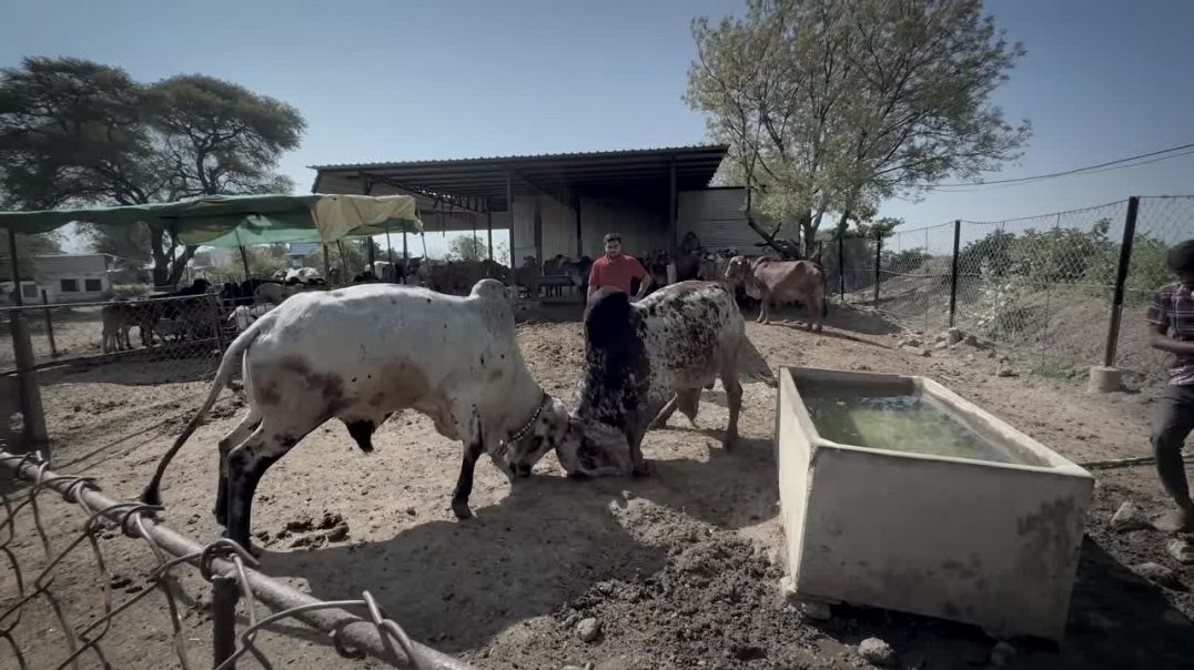 ⁣Arjun Vs Bheem Bull🤬⚔️Fight Ho Sakti Hai Bheem Full Gussa🐂(720P_HD)