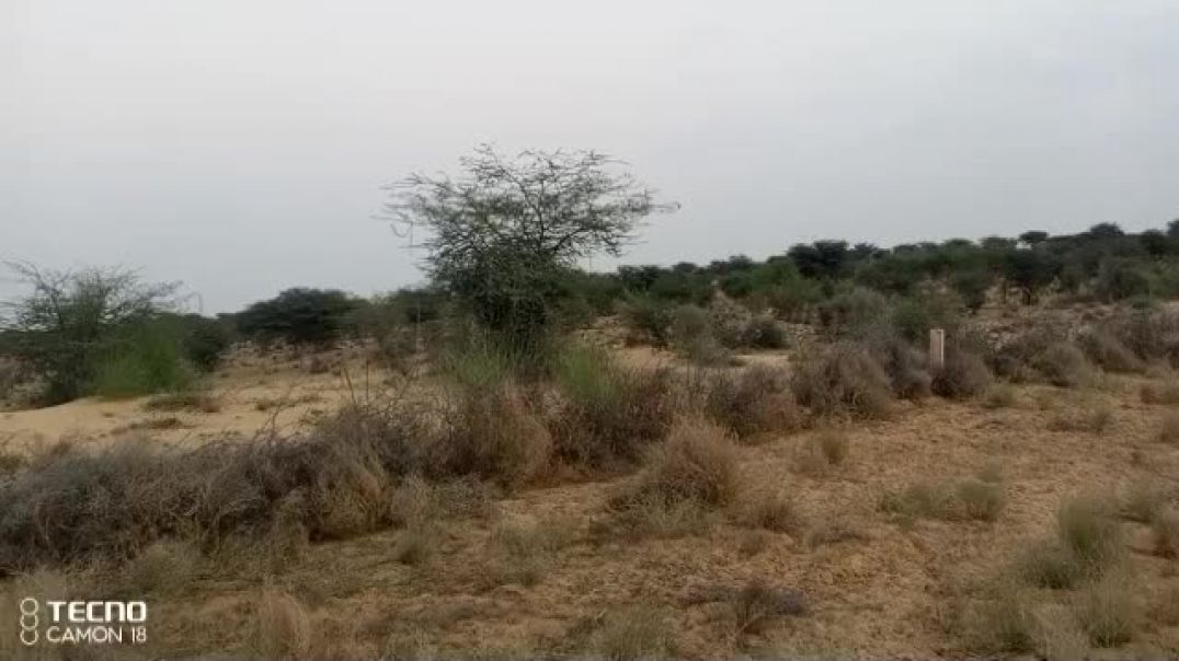 ⁣शाम को बकरियां ने घर पर ले जा रहे हैं