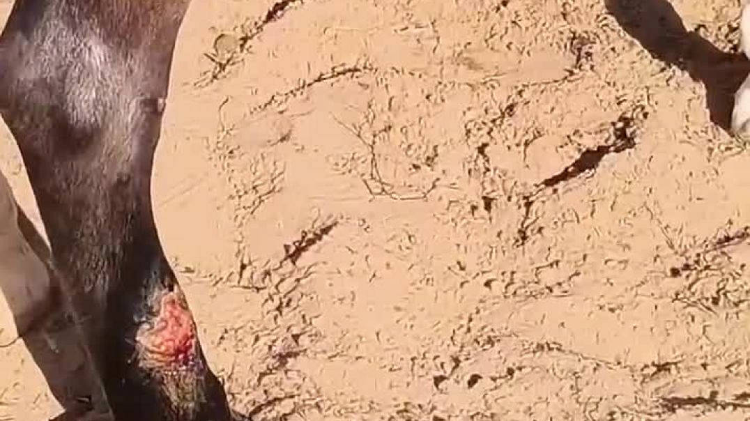 ⁣घोड़े के पर में घाव #horsewound#horse#vetvines96#minivlog#subcribemychannel#