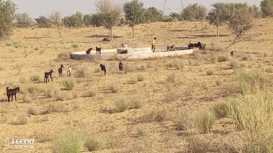 ⁣भानु शाम को भेड़ों ने पानी पिला रहा है