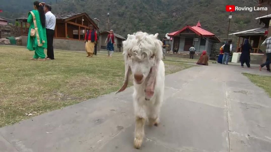 ⁣इस मंदिर में कुछ भी Normal नहीं है भाई ! Bizarre rituals at Mahasu Devta