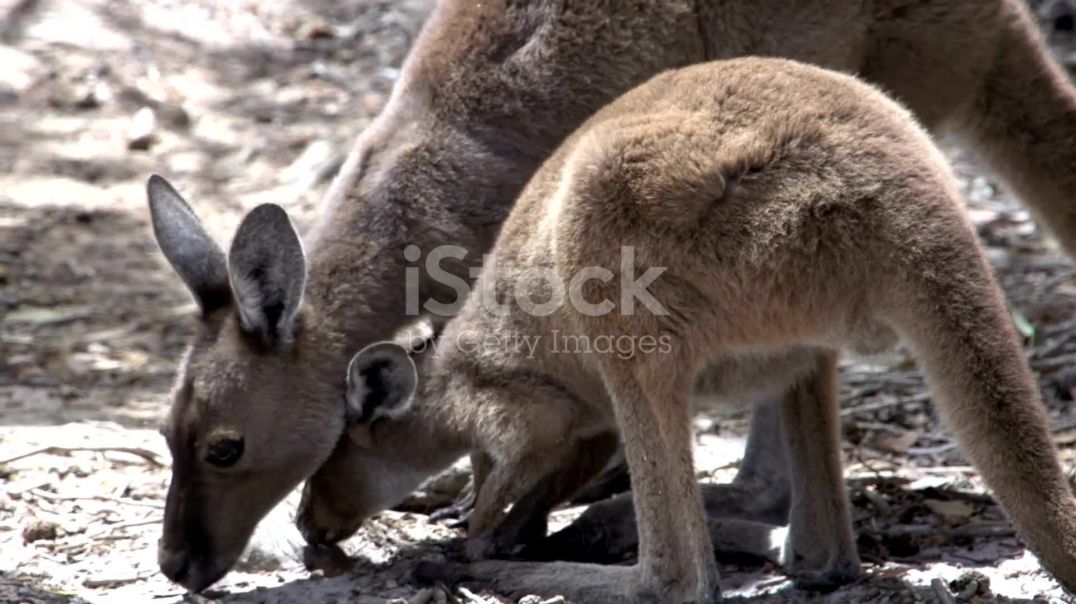 ⁣कंगारू_ ऑस्ट्रेलिया का अनोखा जीव! 2025-11-08
