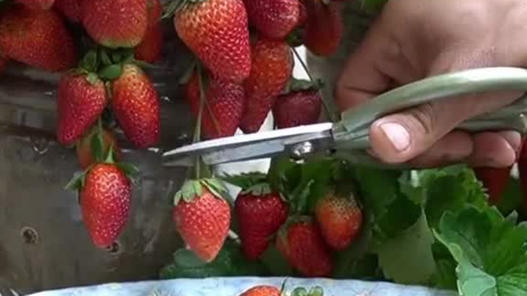 ⁣strawberry Ghar per kaise roka jaaye