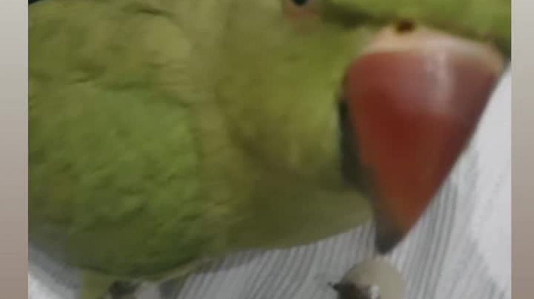 ⁣Jab tota chipku ho jaye