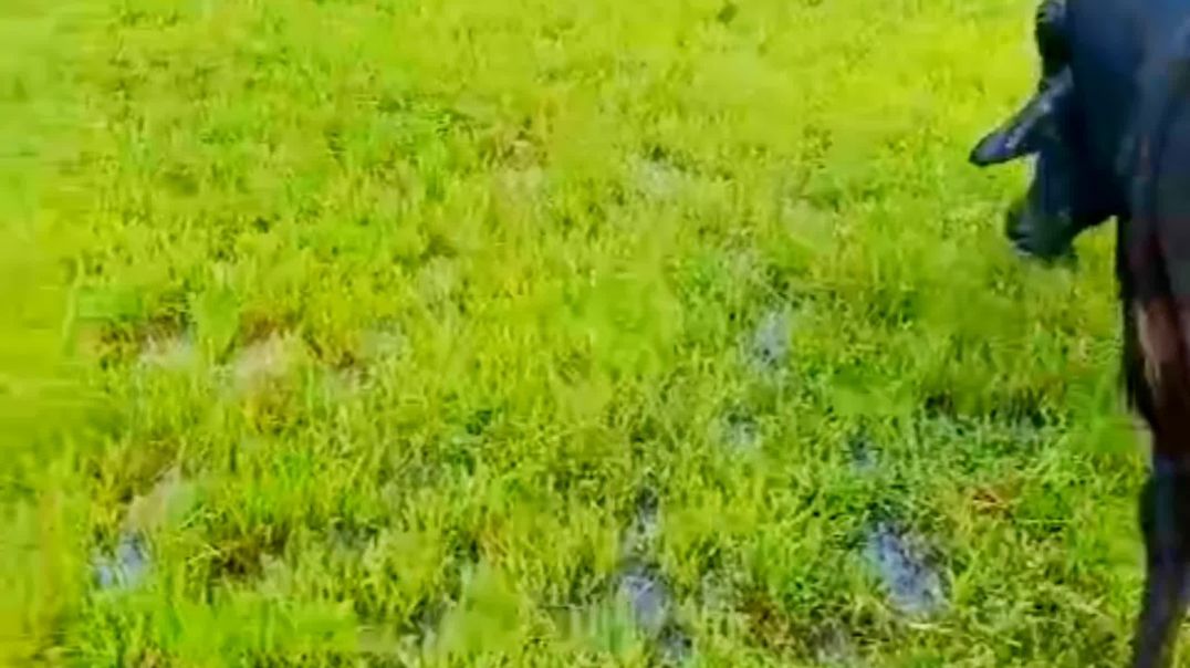 ⁣Mahishi panda//Buffalo livestock odisha