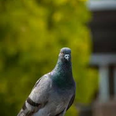 110097639053319295386 