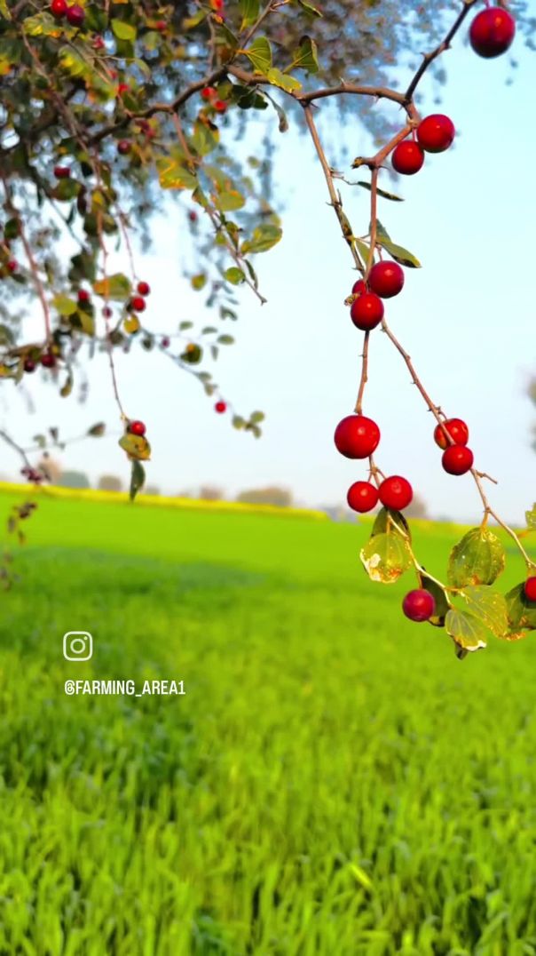 VID_20260206_024053_978