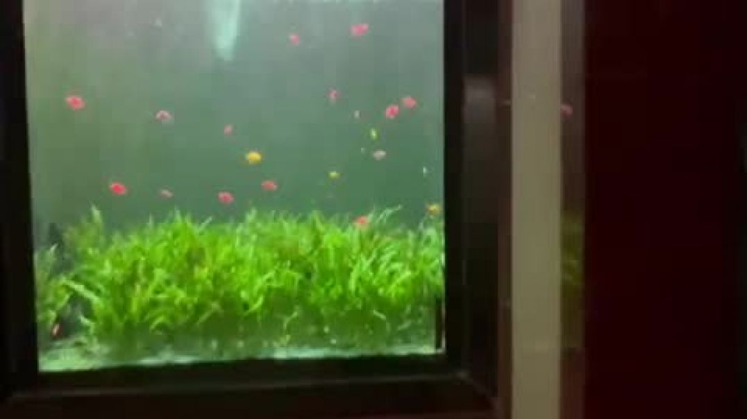 ⁣Fish aquarium jammu