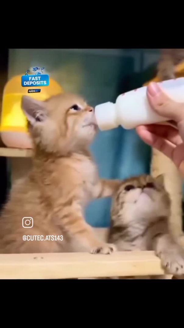 VID_20250203_090930_380