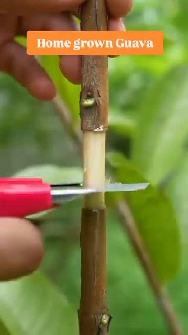 अमरूद के पेड़ कैसे उगाएं - अमरूद के पेड़ का प्रसार एयर लेयरिंग द्वारा How to grow guava trees - Guav