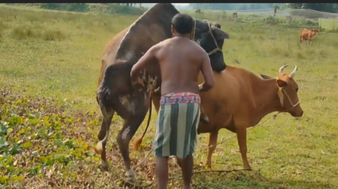 ⁣Cow Mating moment #bull#cows# animal moments #desi animal
