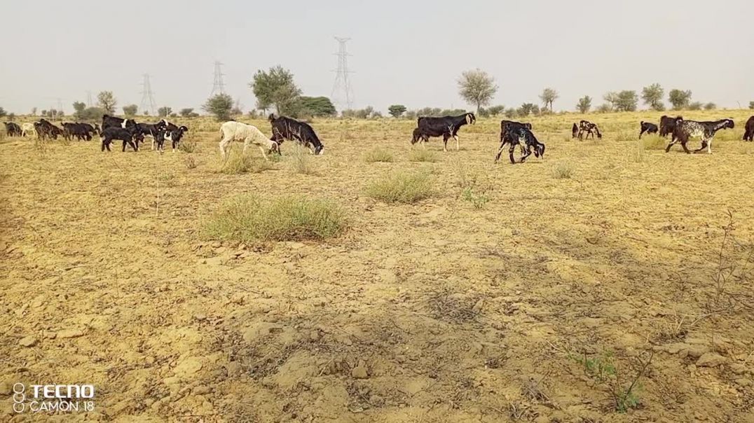 ⁣मॉर्निग टाइम को भेड़ों ने खेतो मे चराते