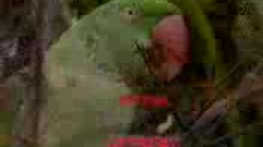 बैदरदी माँ बाप | BEDARDI MAA BAAP