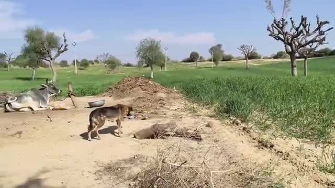 ⁣बापू_की_नई_लुगाई।।_राजस्थानी_हरियाणवी_कॉमेडी_विडियो_@SHYAMGCOMEDYNANUNANERA___@VIJAYPAREEKCOMEDY(360