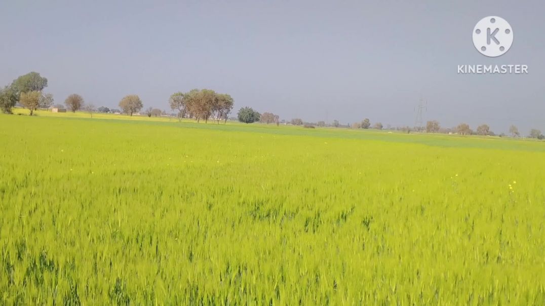 ⁣आने से उसके आये ब हार,,,,, apna tube Rajlimba