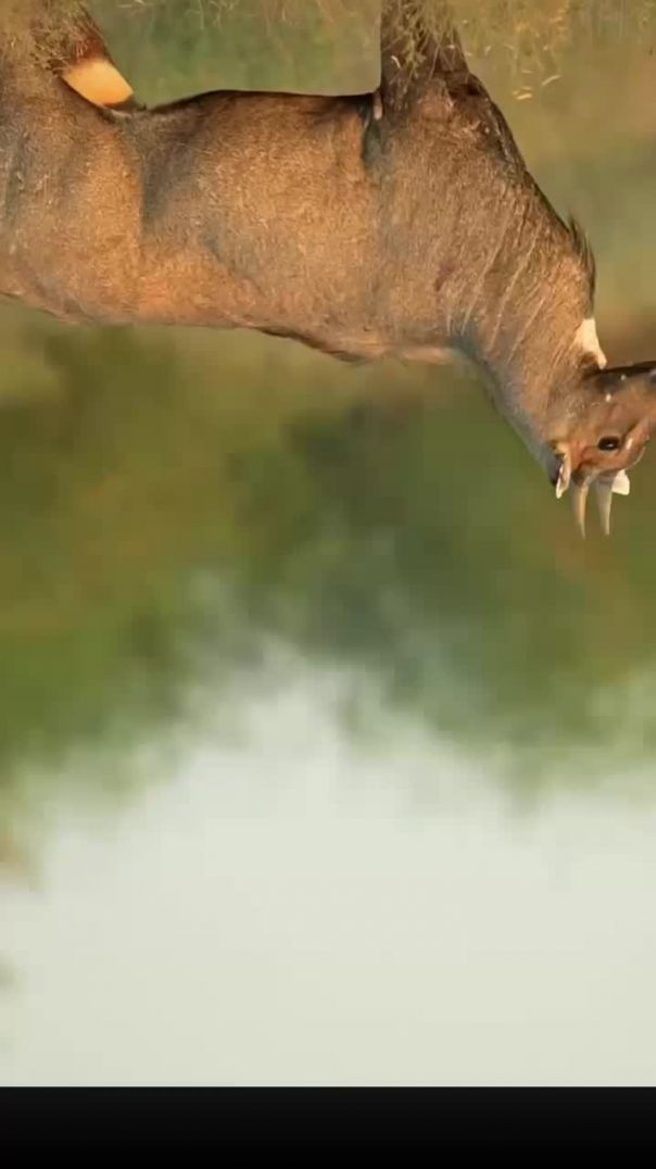 VID_20260119_082136_917