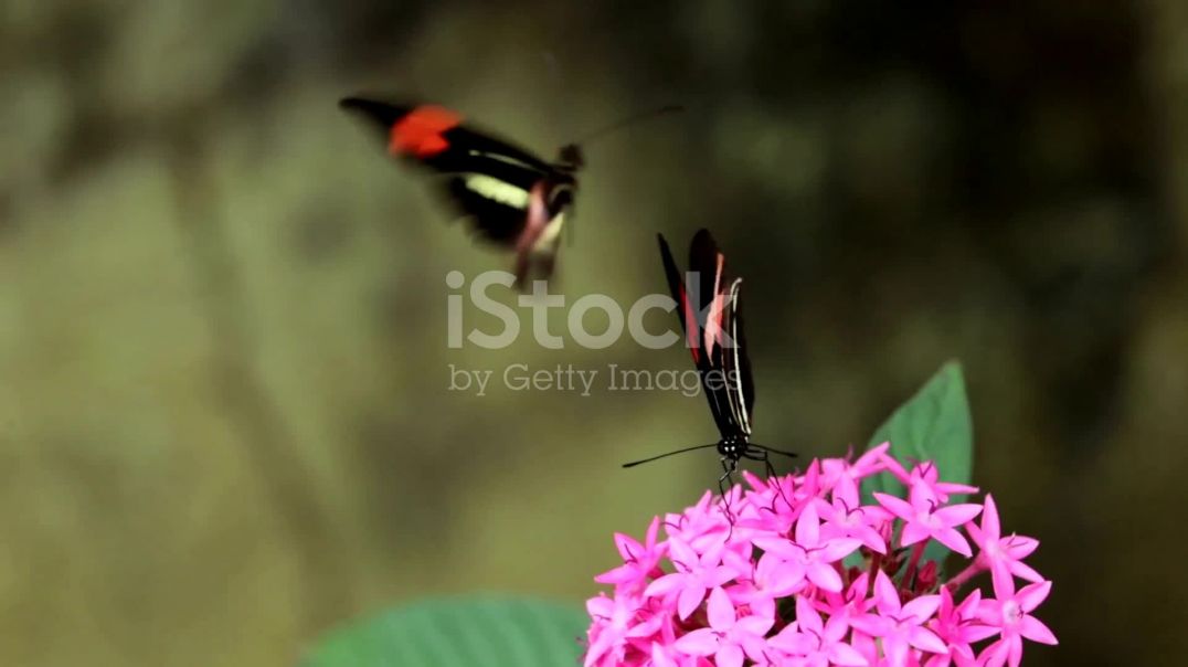 तितली के जीवन के चार चरण_ समय और प्रक्रिया 2025-10-23