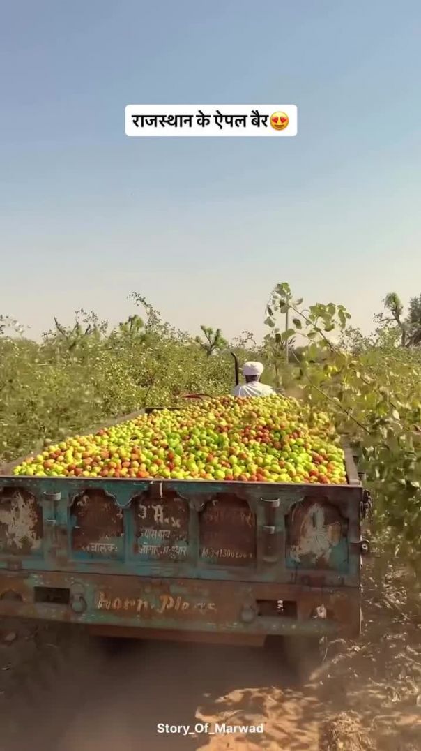 राजस्थान के ऐपल बैर 😍 #rajasthan #trending #fruit #trending #reels