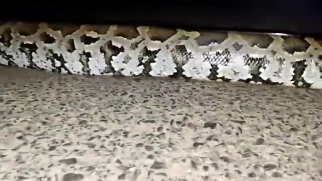 😱_गाँव_में_दहशत_!_शिकार_की_तलाश_में_खेत_से_निकल_कर_आया_विशाल_अजगर_Murliwale_Hausla_ने_किया_Rescue(36