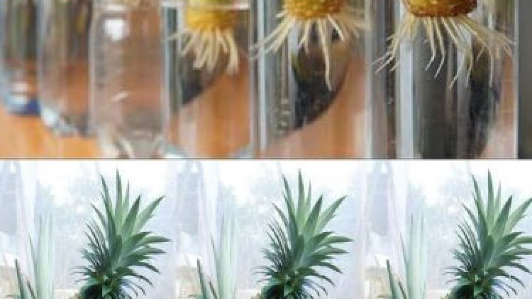 ⁣How to grow pineapple at home !! घर पर अनानास कैसे उगायें !!