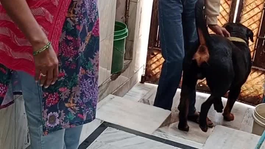 ⁣चापलूसी डॉग