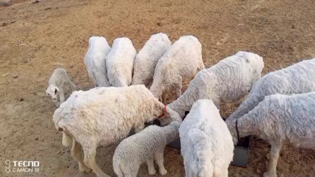 ⁣शाम को भेड़ों ने दाना चारा खिला रहे